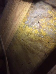 Mold Problem