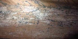 moisture in crawl space