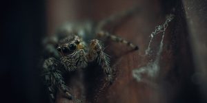 Dangers of crawlspaces