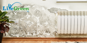 paint on walls chipping
